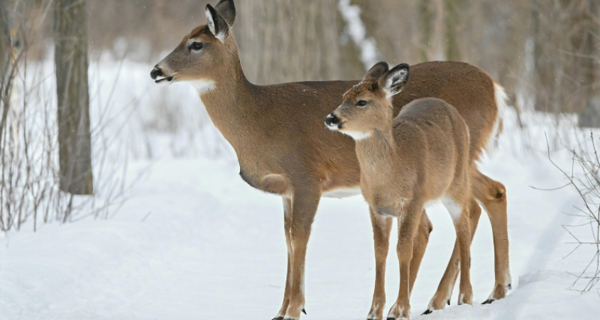 Zima na Vysočině je pro volně žijící zvěř mimořádně náročná