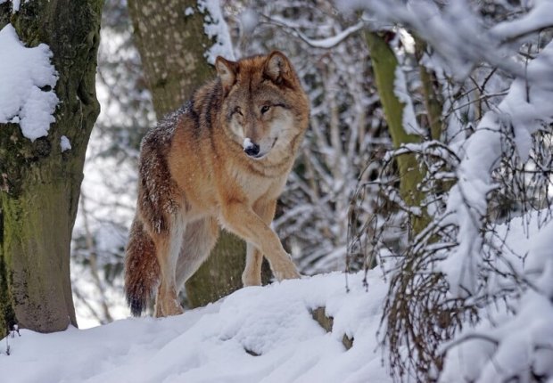 U Velkého Meziříčí lidé spatřili vlka