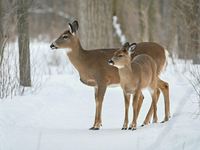 zima na_vysocine_srnky