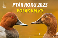 polak-velky nahled-web-768x511