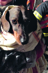 hasici zachrana-psa-4